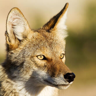 Coyote