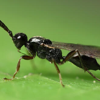 Parasitoid wasp