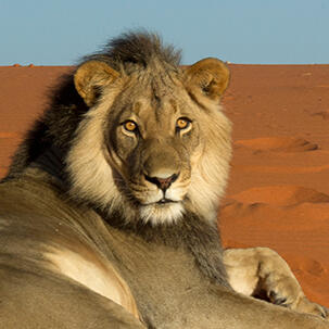 Namib Desert Lion